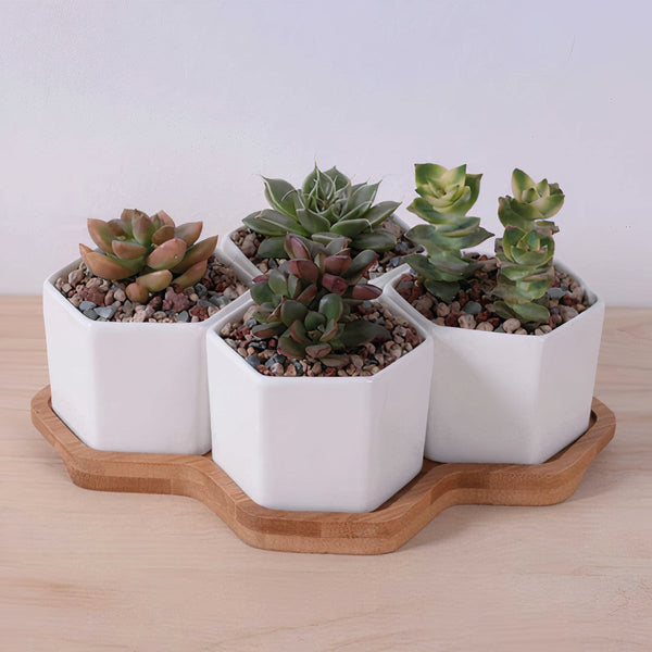 Beehive Planter-2