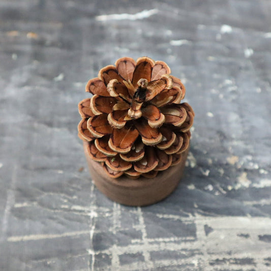 Pinecone Wooden Essential Oil Diffuser