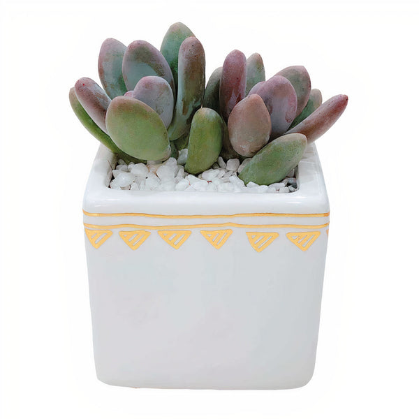 Rhapsody Planters Set of 2-3