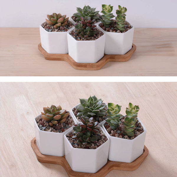 Beehive Planter-1