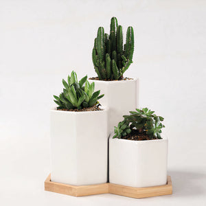 Jasmin Ceramic Pot Planter-1