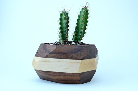 Geometric Cactus & Succulent Planter